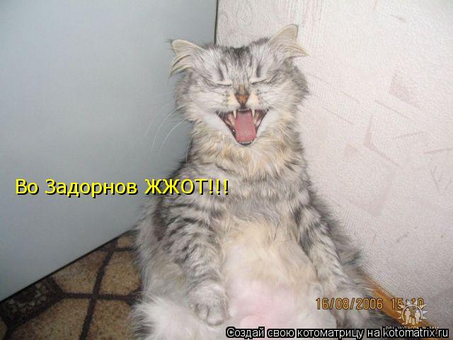 Во Задорнов ЖЖОТ!!!... Котоматрица: Во Задорнов ЖЖОТ!!!