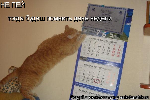 НЕ ПЕЙ тогда будеш помнить день недели... Котоматрица: НЕ ПЕЙ тогда будеш помнить день недели