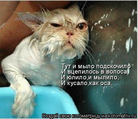 Тут и мыло подскочило И вцепилось в волоса, И юлило,и мылило, И кусало,как оса.... Котоматрица: Тут и мыло подскочило И вцепилось в волоса, И юлило,и мылило, И кусало,как оса.