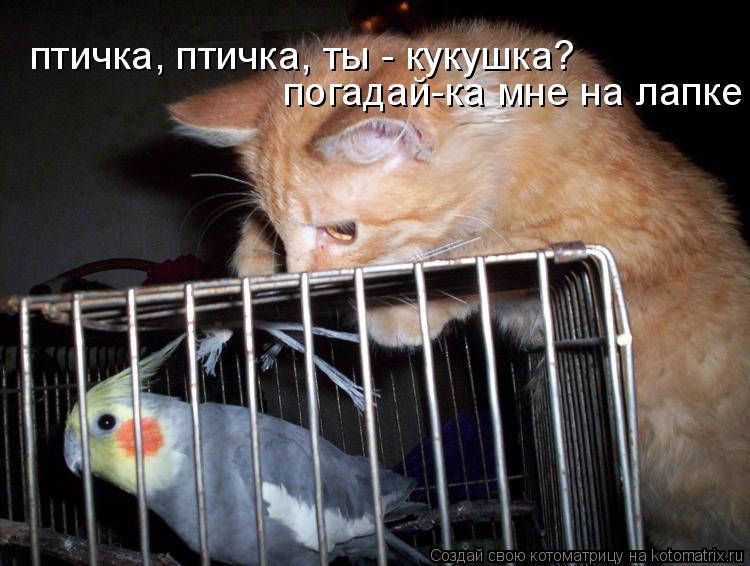 Котоматрица: птичка, птичка, ты - кукушка?  погадай-ка мне на лапке