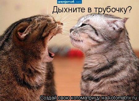 Дыхните в трубочку?... Котоматрица: Дыхните в трубочку?