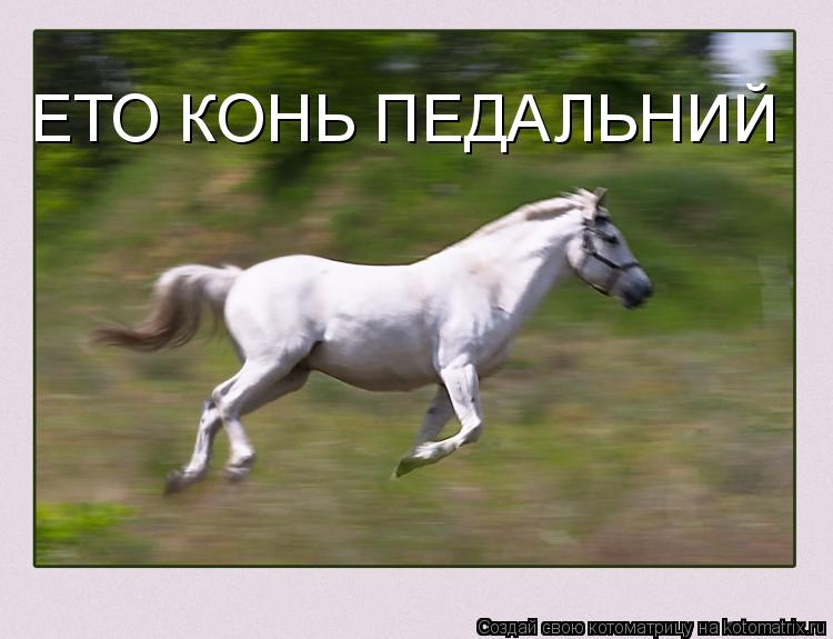 ЕТО КОНЬ ПЕДАЛЬНИЙ... Котоматрица: ЕТО КОНЬ ПЕДАЛЬНИЙ