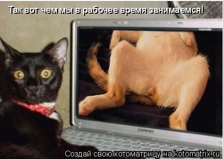Так вот чем мы в рабочее время занимаемся!... Котоматрица: Так вот чем мы в рабочее время занимаемся!