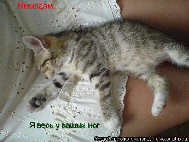 Мммадам.... Я весь у вашых ног... Котоматрица: Мммадам.... Я весь у вашых ног