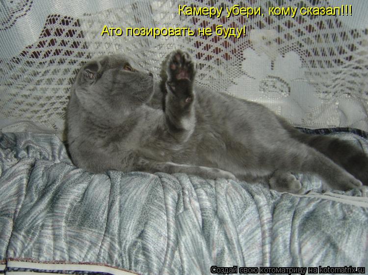 Камеру убери, кому сказал!!! Ато позировать не буду!... Котоматрица: Камеру убери, кому сказал!!! Ато позировать не буду!