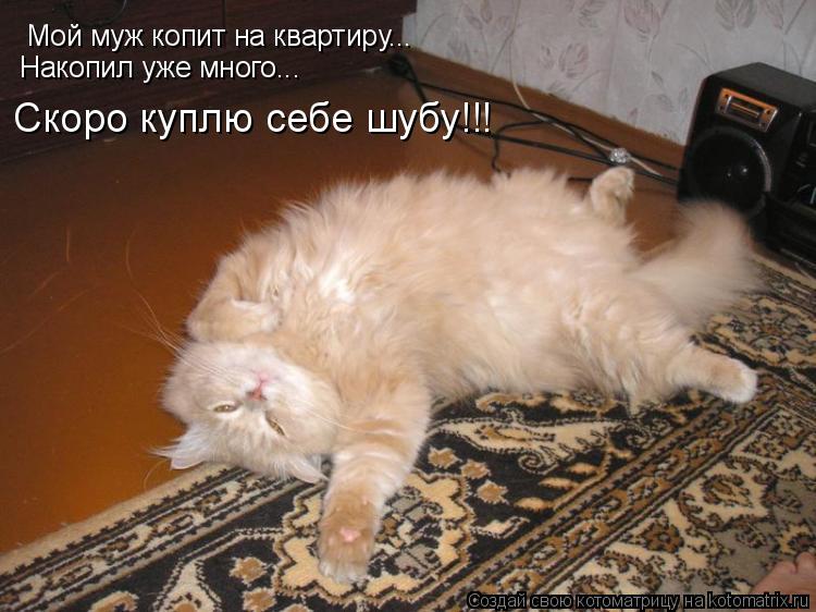 Мой муж копит на квартиру... Накопил уже много... Скоро куплю себе шубу!!!... Котоматрица: Мой муж копит на квартиру... Накопил уже много... Скоро куплю себе шубу!!!