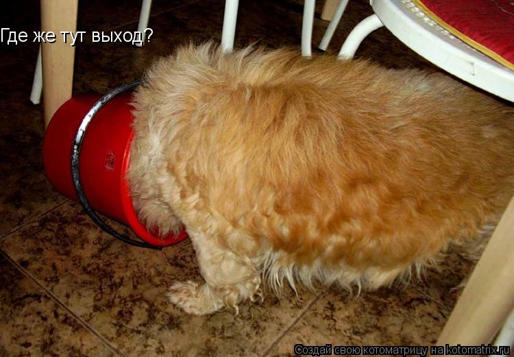 Где же тут выход?... Котоматрица: Где же тут выход?