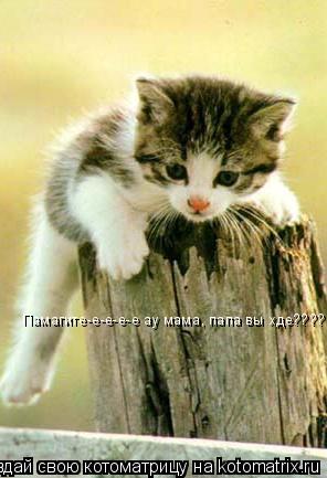 Памагите-е-е-е-е ау мама, папа вы хде????... Котоматрица: Памагите-е-е-е-е ау мама, папа вы хде????