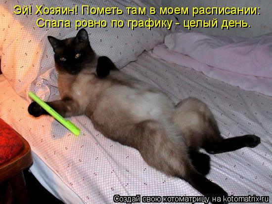 Эй! Хозяин! Пометь там в моем расписании: Спала ровно по графику - целый день.... Котоматрица: Эй! Хозяин! Пометь там в моем расписании: Спала ровно по графику - целый день.