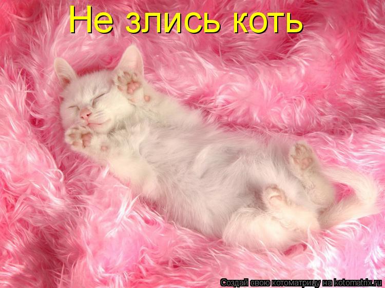Не злись коть... Котоматрица: Не злись коть