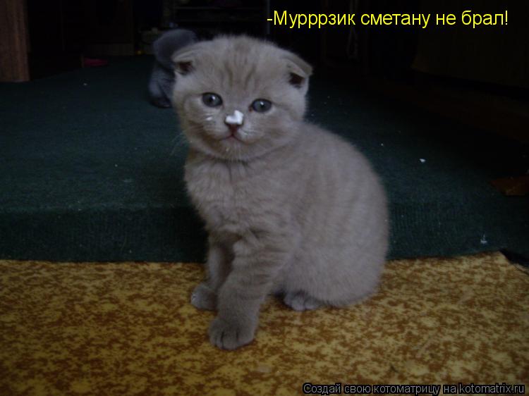 -Мурррзик сметану не брал!... Котоматрица: -Мурррзик сметану не брал!