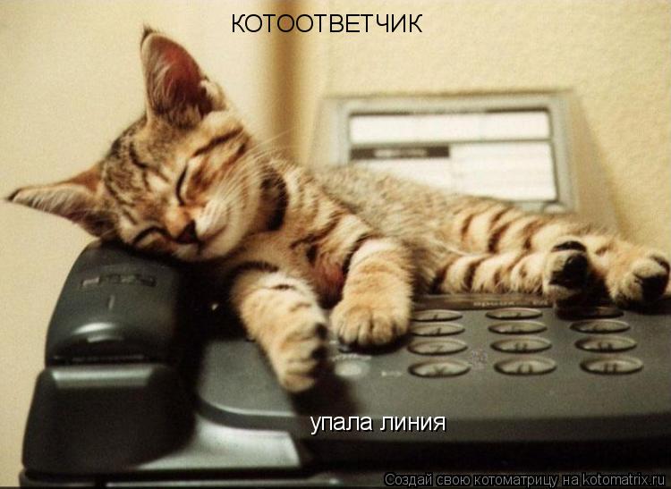 КОТООТВЕТЧИК упала линия... Котоматрица: КОТООТВЕТЧИК упала линия