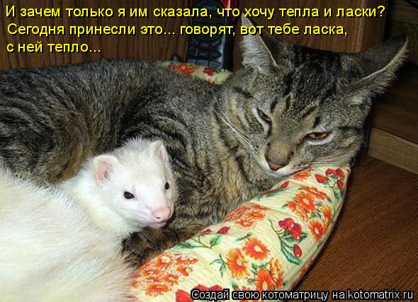 И зачем только я им сказала, что хочу тепла и ласки? Сегодня принесли это... говорят, вот тебе ласка... Котоматрица: И зачем только я им сказала, что хочу тепла и ласки? Сегодня принесли это... говорят, вот тебе ласка, с ней тепло...