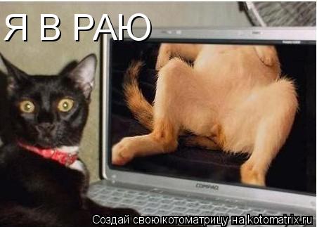 Я В РАЮ... Котоматрица: Я В РАЮ