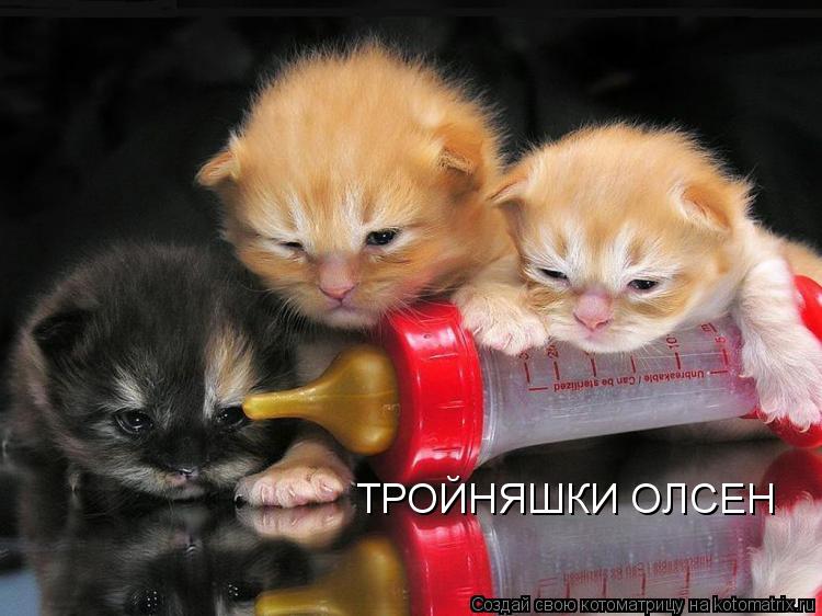 ТРОЙНЯШКИ ОЛСЕН... Котоматрица: ТРОЙНЯШКИ ОЛСЕН