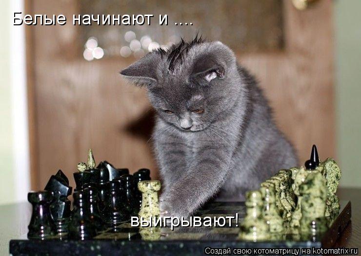 Белые начинают и .... выигрывают!... Котоматрица: Белые начинают и .... выигрывают!