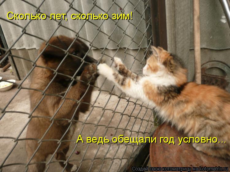 Сколько лет, сколько зим! А ведь обещали год условно...... Котоматрица: Сколько лет, сколько зим! А ведь обещали год условно...