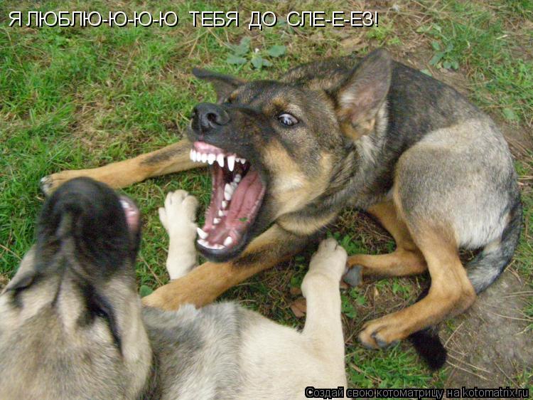 Я ЛЮБЛЮ-Ю-Ю-Ю ТЕБЯ ДО СЛЕ-Е-ЕЗ!... Котоматрица: Я ЛЮБЛЮ-Ю-Ю-Ю ТЕБЯ ДО СЛЕ-Е-ЕЗ!