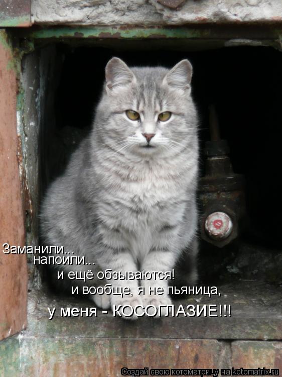 Заманили... напоили... и ещё обзываются! и вообще, я не пьяница, у меня - КОСОГЛАЗИЕ!!!... Котоматрица: Заманили... напоили... и ещё обзываются! и вообще, я не пьяница, у меня - КОСОГЛАЗИЕ!!!