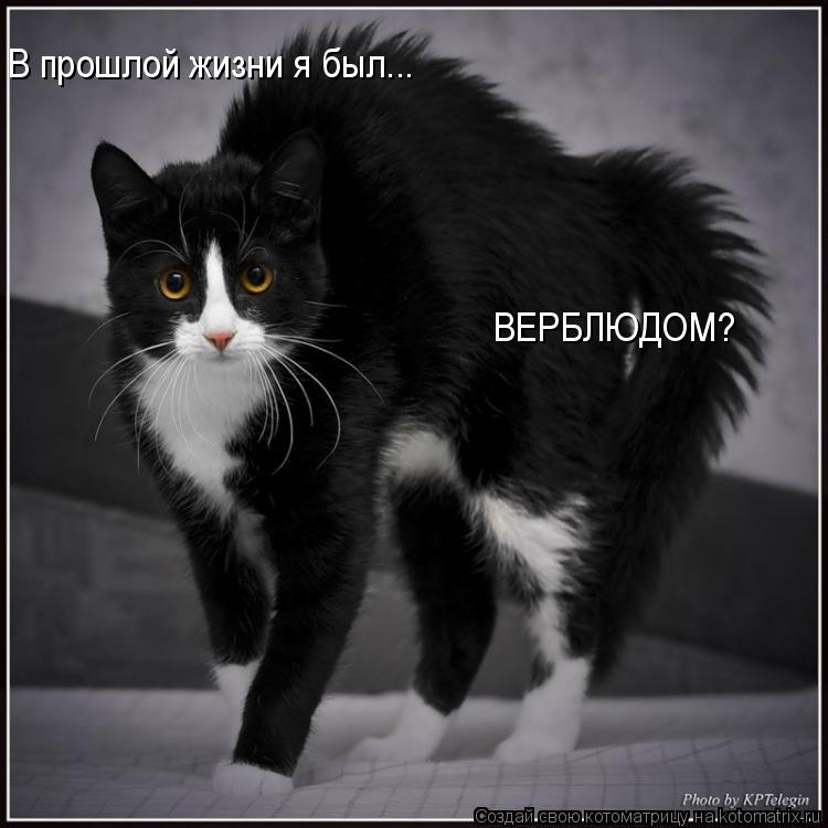 В прошлой жизни я был... ВЕРБЛЮДОМ?... Котоматрица: В прошлой жизни я был... ВЕРБЛЮДОМ?