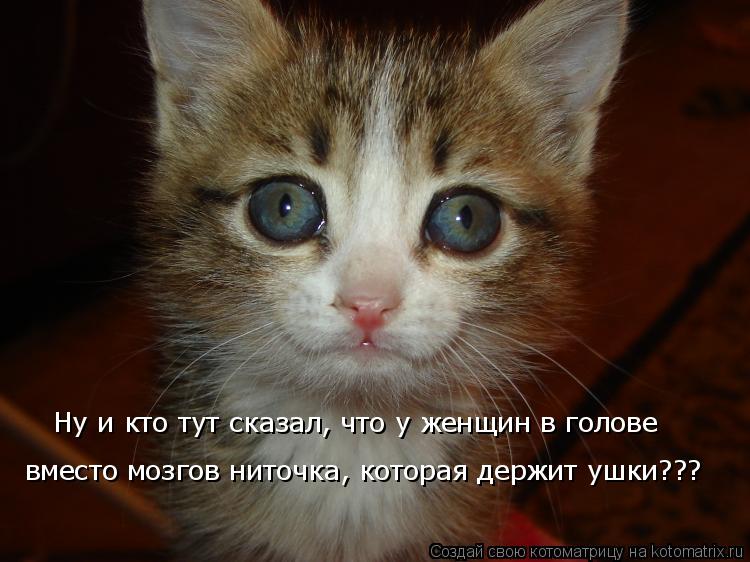 Ну и кто тут сказал, что у женщин в голове вместо мозгов ниточка, которая держит ушки???... Котоматрица: Ну и кто тут сказал, что у женщин в голове вместо мозгов ниточка, которая держит ушки???