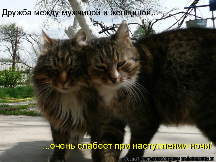 Дружба между мужчиной и женщиной... ...очень слабеет при наступлении ночи!... Котоматрица: Дружба между мужчиной и женщиной... ...очень слабеет при наступлении ночи!