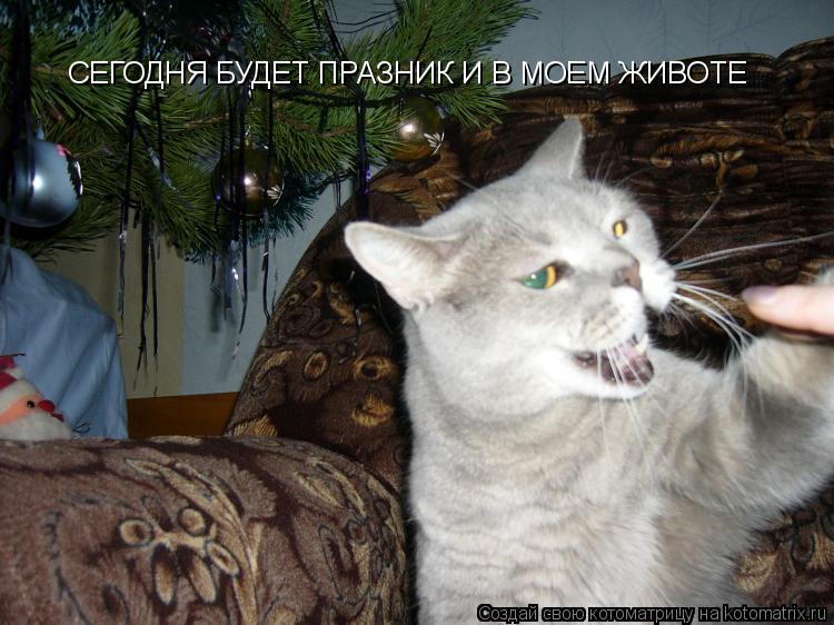 СЕГОДНЯ БУДЕТ ПРАЗНИК И В МОЕМ ЖИВОТЕ... Котоматрица: СЕГОДНЯ БУДЕТ ПРАЗНИК И В МОЕМ ЖИВОТЕ