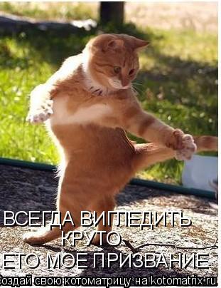 ВСЕГДА ВИГЛЕДИТЬ КРУТО ЕТО МОЕ ПРИЗВАНИЕ... Котоматрица: ВСЕГДА ВИГЛЕДИТЬ КРУТО ЕТО МОЕ ПРИЗВАНИЕ