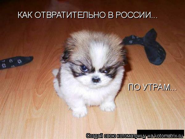 КАК ОТВРАТИТЕЛЬНО В РОССИИ... ПО УТРАМ...... Котоматрица: КАК ОТВРАТИТЕЛЬНО В РОССИИ... ПО УТРАМ...