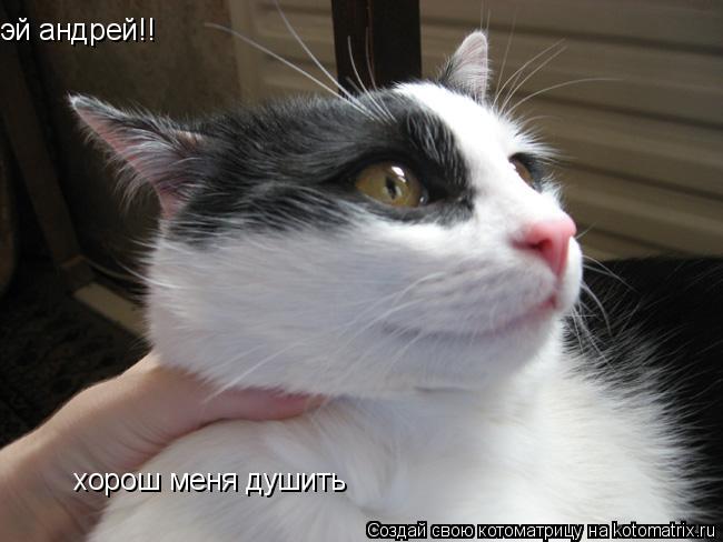 эй андрей!! хорош меня душить... Котоматрица: эй андрей!! хорош меня душить