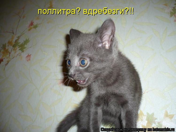 поллитра? вдребезги?!!... Котоматрица: поллитра? вдребезги?!!