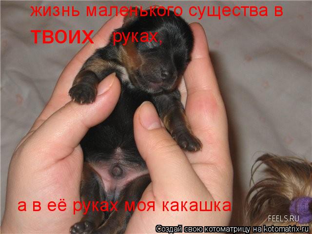 жизнь маленького существа в твоих руках, а в её руках моя какашка... Котоматрица: жизнь маленького существа в твоих руках, а в её руках моя какашка