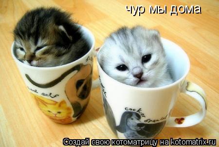чур мы дома... Котоматрица: чур мы дома