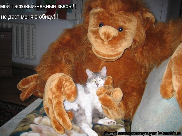 мой ласковый-нежный зверь!!! не даст меня в обиду!!!... Котоматрица: мой ласковый-нежный зверь!!! не даст меня в обиду!!!