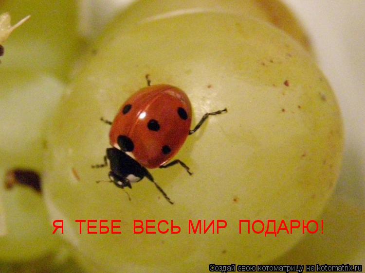 Я ТЕБЕ ВЕСЬ МИР ПОДАРЮ! Я ТЕБЕ ВЕСЬ МИР ПОДАРЮ!... Котоматрица: Я ТЕБЕ ВЕСЬ МИР ПОДАРЮ! Я ТЕБЕ ВЕСЬ МИР ПОДАРЮ!