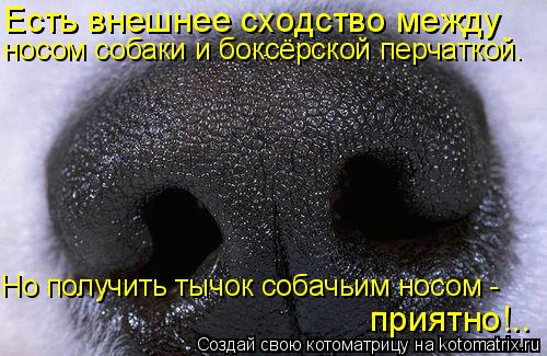 приятно!.. Есть внешнее сходство между носом собаки и боксёрской перчаткой. Но получить тычок собачь... Котоматрица: приятно!.. Есть внешнее сходство между носом собаки и боксёрской перчаткой. Но получить тычок собачьим носом -