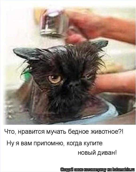 Ну я вам припомню, когда купите Что, нравится мучать бедное животное?! новый диван!... Котоматрица: Ну я вам припомню, когда купите Что, нравится мучать бедное животное?! новый диван!
