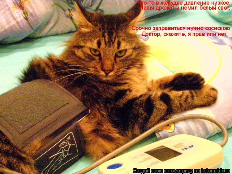 Что-то в желудке давление низкое, Лапы дрожат и немил белый свет... Срочно заправиться нужно сосиско... Котоматрица: Что-то в желудке давление низкое, Лапы дрожат и немил белый свет... Срочно заправиться нужно сосискою. Доктор, скажите, я прав или нет.