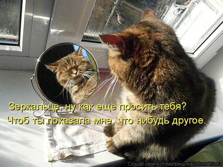 Зеркальце, ну как ещё просить тебя? Чтоб ты показала мне, что нибудь другое.... Котоматрица: Зеркальце, ну как ещё просить тебя? Чтоб ты показала мне, что нибудь другое.