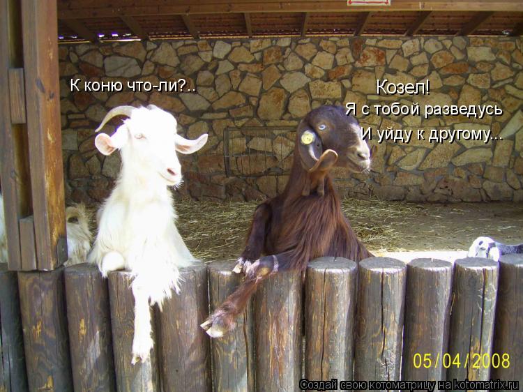 Козел! Я с тобой разведусь И уйду к другому... К коню что-ли?..... Котоматрица: Козел! Я с тобой разведусь И уйду к другому... К коню что-ли?..