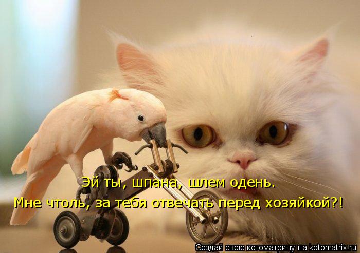 Эй ты, шпана, шлем одень. Мне чтоль, за тебя отвечать перед хозяйкой?!... Котоматрица: Эй ты, шпана, шлем одень. Мне чтоль, за тебя отвечать перед хозяйкой?!