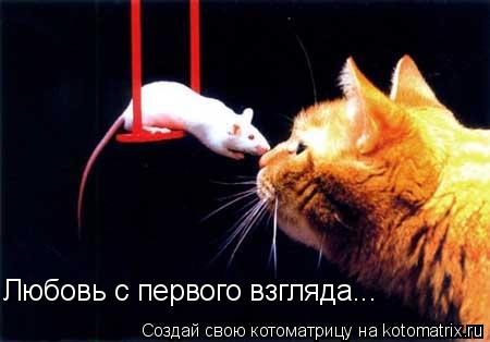 Котоматрица: Любовь с первого взгляда...