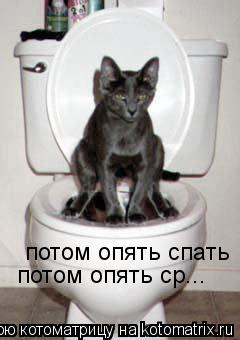 потом опять спать потом опять ср...... Котоматрица: потом опять спать потом опять ср...