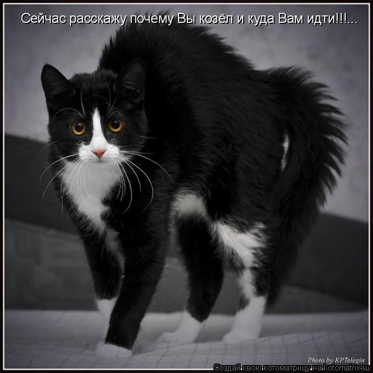 Сейчас расскажу почему Вы козёл и куда Вам идти!!!...... Котоматрица: Сейчас расскажу почему Вы козёл и куда Вам идти!!!...