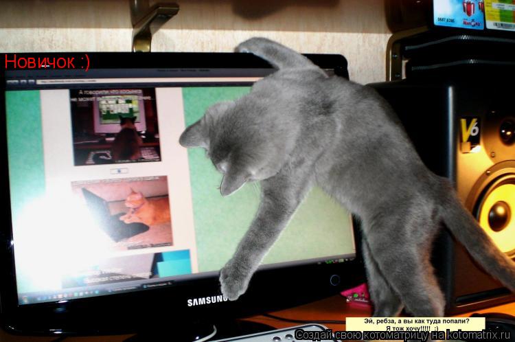 Новичок :)... Котоматрица: Новичок :)