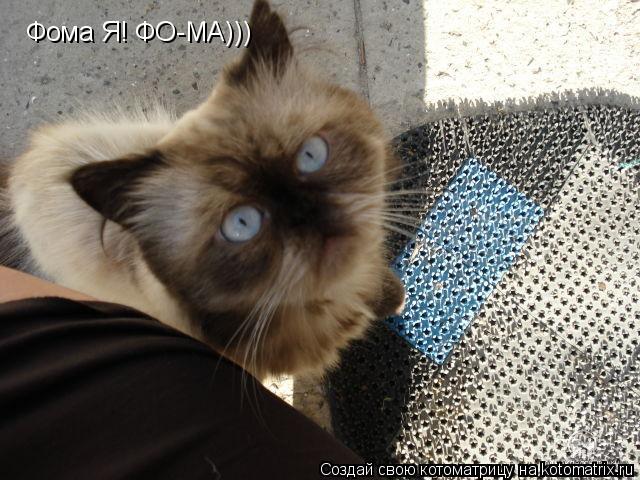 Фома Я! ФО-МА)))... Котоматрица: Фома Я! ФО-МА)))