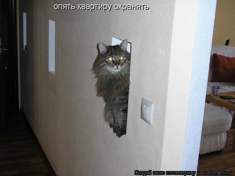 опять квартиру охранять... Котоматрица: опять квартиру охранять