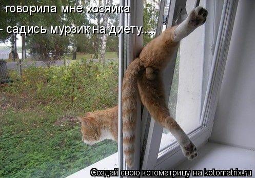 говорила мне хозяйка - садись мурзик на диету....... Котоматрица: говорила мне хозяйка - садись мурзик на диету....