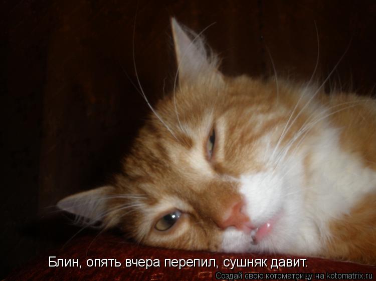 Блин, опять вчера перепил, сушняк давит.... Котоматрица: Блин, опять вчера перепил, сушняк давит.
