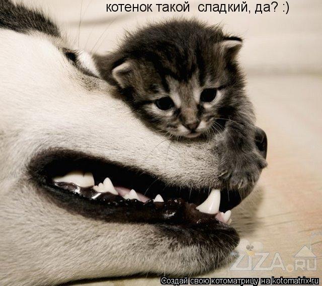 котенок такой сладкий, да? :)... Котоматрица: котенок такой сладкий, да? :)